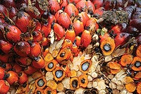 The fruits of the oil palm. Photo by Eric Wakker