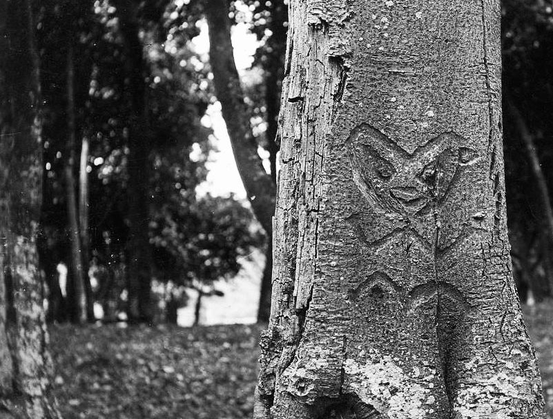 Rākau Momori – images of Moriori ancestors etched into the “memorial” kōpi trees. Photo © Maui Solomon.