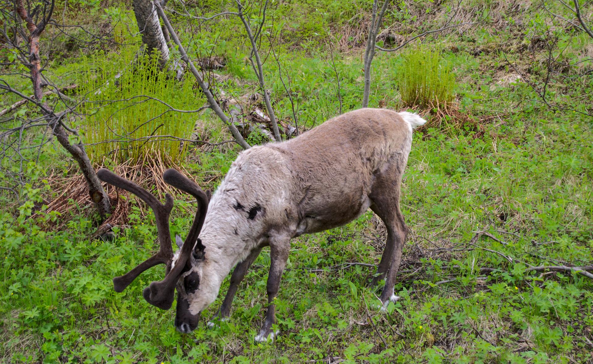 reindeer