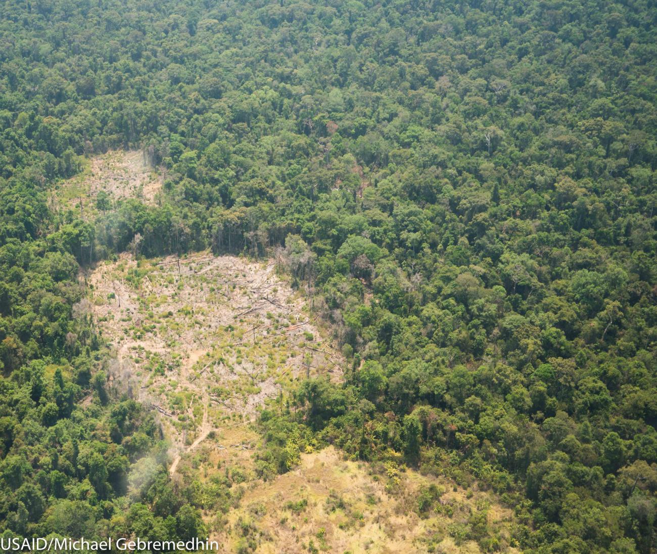 Cambodia: Communities Key to Forest Conservation | Cultural Survival